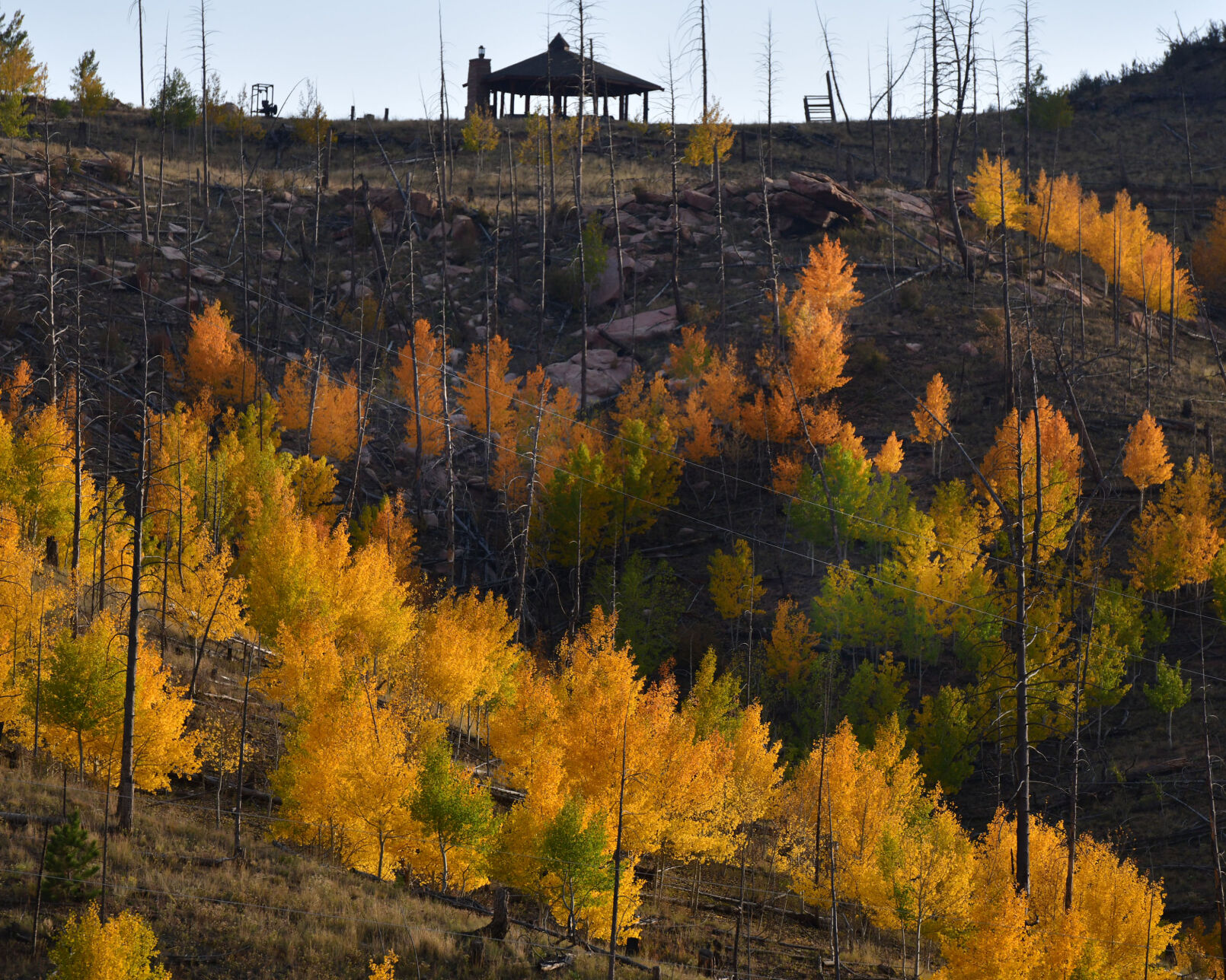 100420-news-trees 1917.jpg